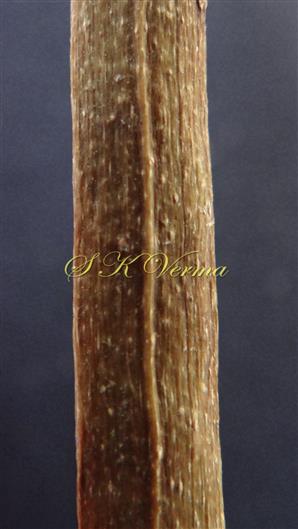  Capsule with lenticels